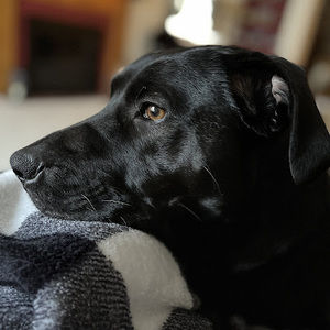 Meet your Posher, Maggie